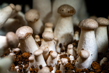 King trumpet mushroom (Pleurotus eryngii) growing on artificial medium at home  