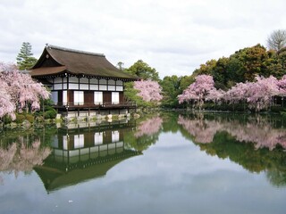 桜が満開の平安神宮庭園