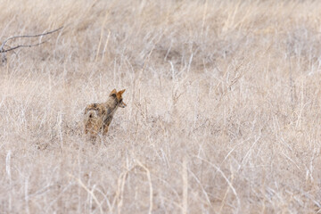 Wild Coyote in Boulder County Colorado