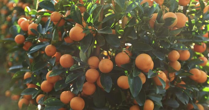 Mandarin oranges grow on tree for a happy chinese new year's decoration