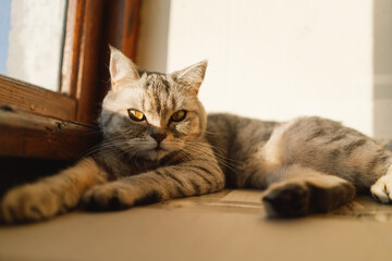 Portrait of a beautiful cat. Cute Cat Portrait. Happy Pet. Gray Scottish Straight cat sleeping.Home scene
