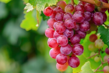 Ripe red grapes on vineyards in autumn harvest.