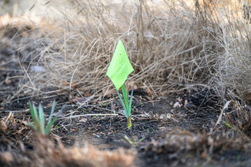 Fluorescent green flags marking new growth in a late winter garden, protecting tender new shoots from being stepped on
