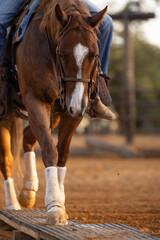 Sorrel Quarter Horse being ridden with western tack and leg protection boots