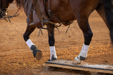 Horse legs with protective wraps or boots tack up