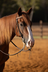 Fototapeta premium Quarter Horse wearing western bridle headshot