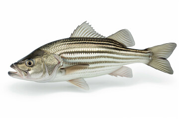 Striped Bass. Morone saxatilis. Generative AI.