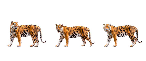 collection, royal tiger (P. t. corbetti) isolated on white background clipping path included. The tiger is staring at its prey. Hunter concept.