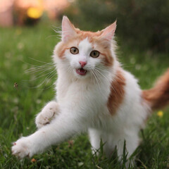 Obraz premium 귀여운 놀고있는 고양이 사진