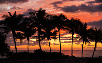 Obraz premium Coconut palms on sand beach in tropic on sunset. Miami, Florida