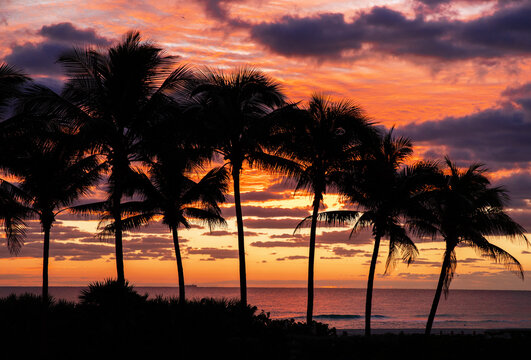 Silhouettes of palm trees at sunrise