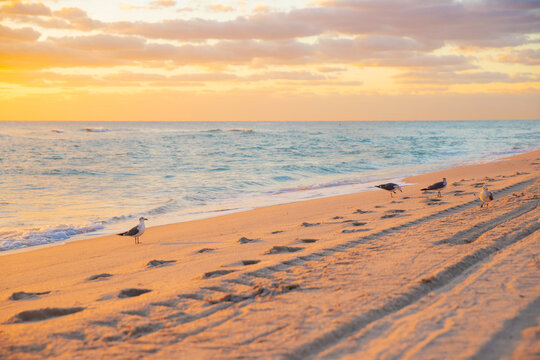 Seagulls at sunrise on a beautiful beach.