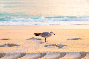 Sea gull seagull wildlife bird standing on the beach