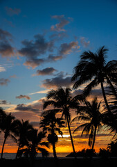 Obraz premium Sunset palm trees on the beach. Silhouette palm trees on the colorful sky.