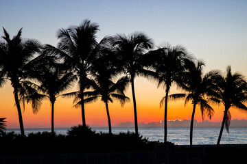 Coconut palms on sand beach in tropic on sunset. Miami, Florida