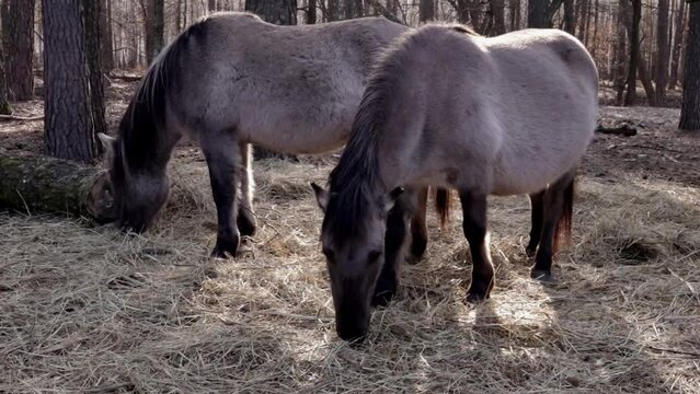 Wild mare and horse grazing in the forest close-up
