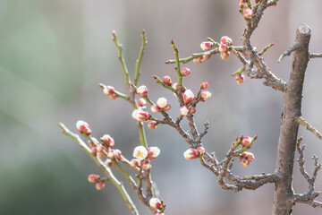 Plum blossom buds discovered in early spring. white plum blossom, Prunus mume