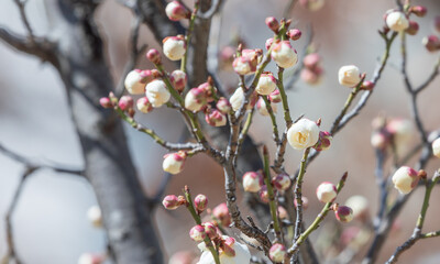 Plum blossom buds discovered in early spring. white plum blossom, Prunus mume