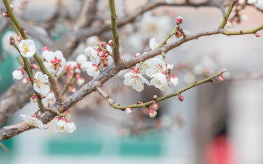White plum blossoms bloom in early spring. Prunus mume