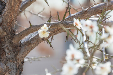 White plum blossoms bloom in early spring. Prunus mume