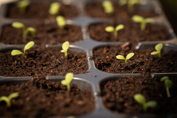 Begin planting and growing green cos lettuce and mustard greens.
