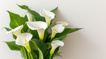 Elegant white calla lilies with lush leaves against a neutral wall