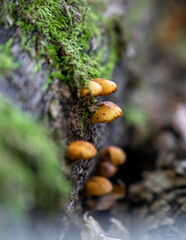 mushrooms on the tree trunk 