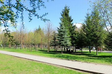 trees in the park