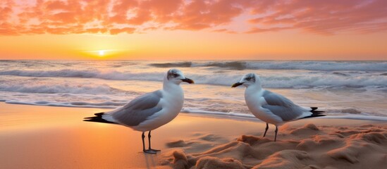 Two seagulls are standing on the sandy beach at La Barrosa beach in Chiclana de la Frontera Cadiz. The sun is setting in the background, casting a warm glow over the birds and the shore.