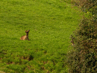 chevreuil dans les champs