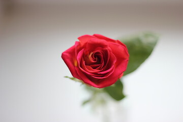 red rose on a white background
