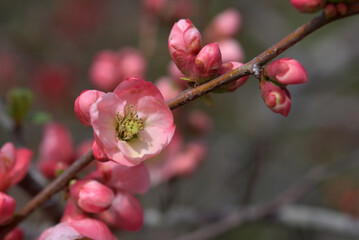 日月の嶺　ボケの花