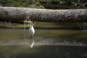 法然院　池の壺　京都市左京区鹿ヶ谷
