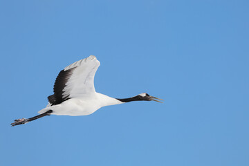 beauty, Japanese Crane in flight into the blue sky, Kushiro in Hokkaido, Japan
