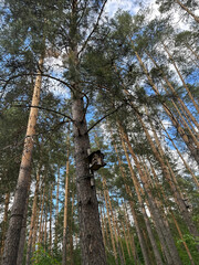 Forest  in summer in central Russia