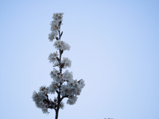 Tokyo, Japan - March 10,  2023: Pink  wild cherry blossoms on morning sky background