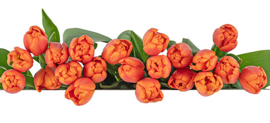 Orange tulips isolated on white background. Flower garland for your creativity, inspiration, greeting card. Pano.