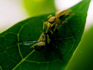 the beauty of macro photography of jumping spider Phidippus Audax regius perched on the branches of plants