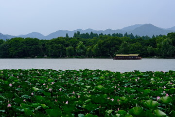 Fototapeta na wymiar lotus leaves and tour boat on west lake in Hangzhou, Zhejiang, China