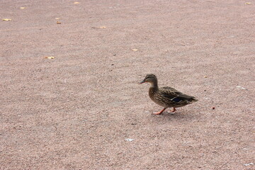 duck on the park
