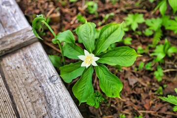 火打山の高山植物のキヌガサソウ