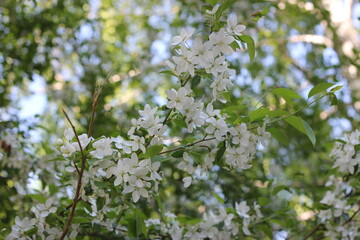 flowers on the apple tree 