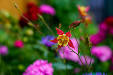 Beautiful Aquilegia in the summer garden