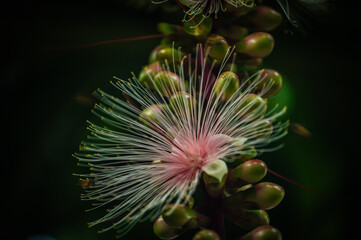 Barringtonia macrocarpa Hassk, a fragrant flower that blooms at night and falls in the morning