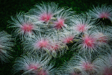 Fototapeta premium Picture of Barringtonia macrocarpa Hassk flowers falling on the ground. This flower is a fragrant flower. It blooms at night and leaves flowers in the morning.
