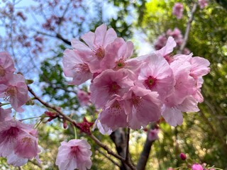 満開の桜