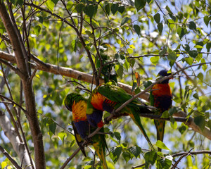 rainbow lorikeet in the tree country victoria