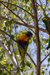 rainbow lorikeet in the tree country victoria