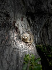 Squirrel in the outdoors