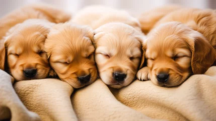 Foto op Plexiglas 仲良く寄り添って眠るゴールデンレトリバーの子犬たち © Hanasaki